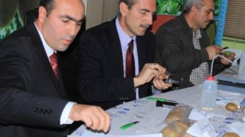 Kivi İ&ccedil;in En Erken Hasat 10 Kasım'da Yapılacak