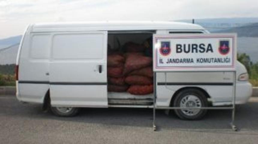 Bursa'da Jandarma 10 Ayda 99 Ton Ka&ccedil;ak Deniz &Uuml;r&uuml;n&uuml; Ele Ge&ccedil;irdi