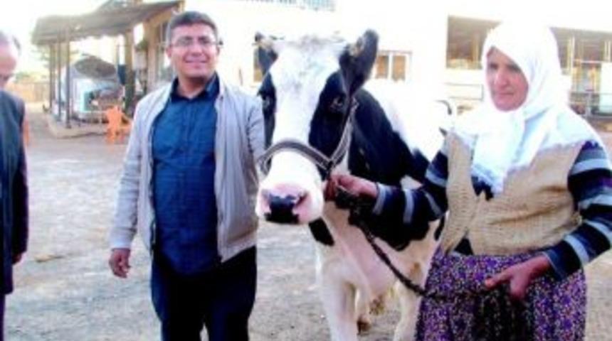 "50 İnsandan 50 Tl Projesi" Kapsamında 7 Yıl &Ouml;nce Eşi Olan Kadına İnek Hediye Edildi