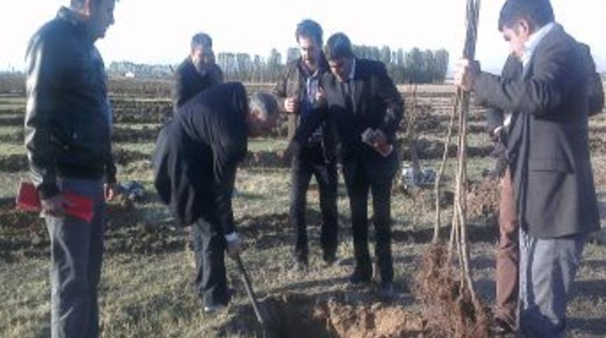 Muş’da 40 Dekara Kayısı Fidanı Dikildi