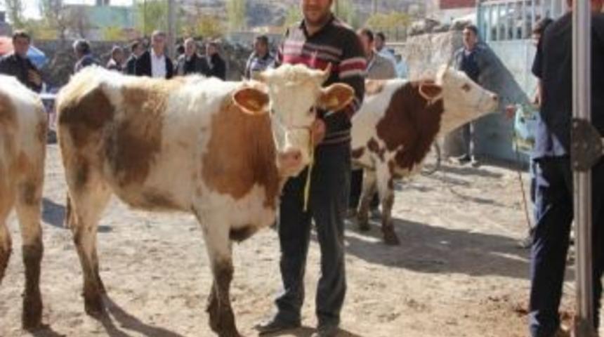 Suvermez’de Üretcilere Gebe Düve Dağıtıldı