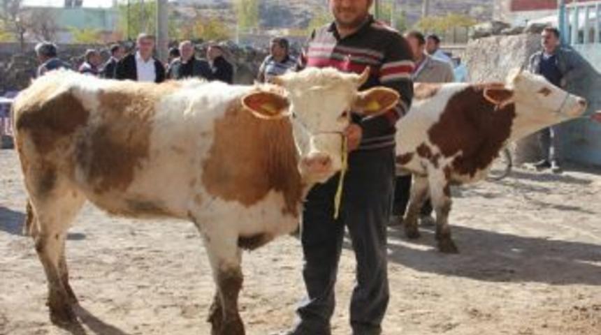 240 Simental Irkı Gebe D&uuml;ve Dağıtıldı