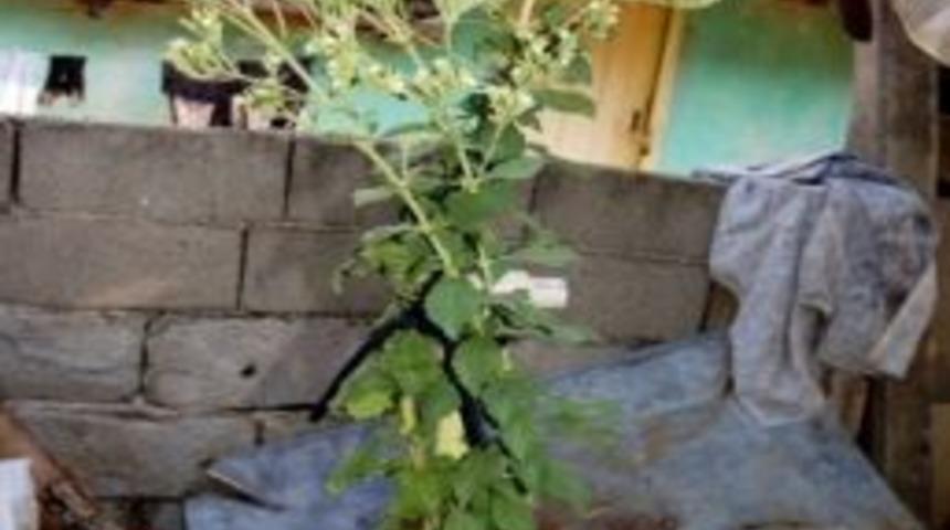 Sarıg&ouml;l&rsquo;de Ekolojik Şeker Bitkisi Stevia Yetiştiriliyor