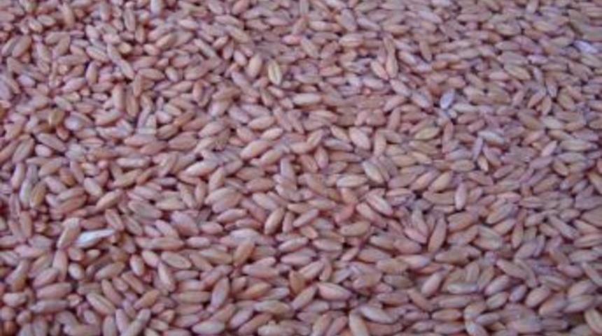 Afyonkarahisar&rsquo;da Organik Tarım Faaliyetleri