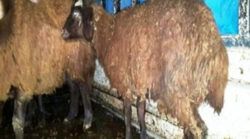 Iğdır'da Hayvan Hırsızlığı: 2 G&ouml;zaltı