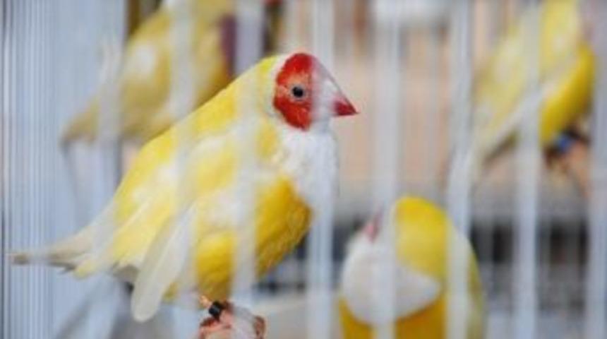 Bursa&rsquo;nın Şampiyon Kuşları Belirleniyor