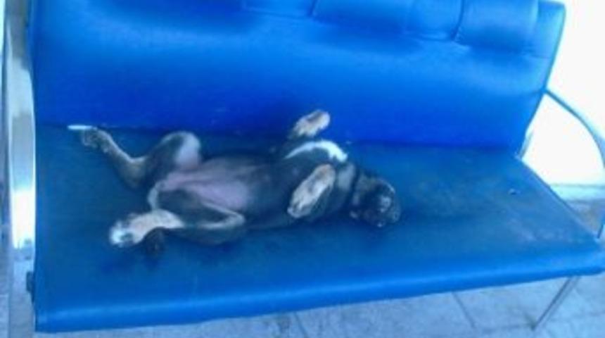 K&ouml;peğin Koltuk Sefası