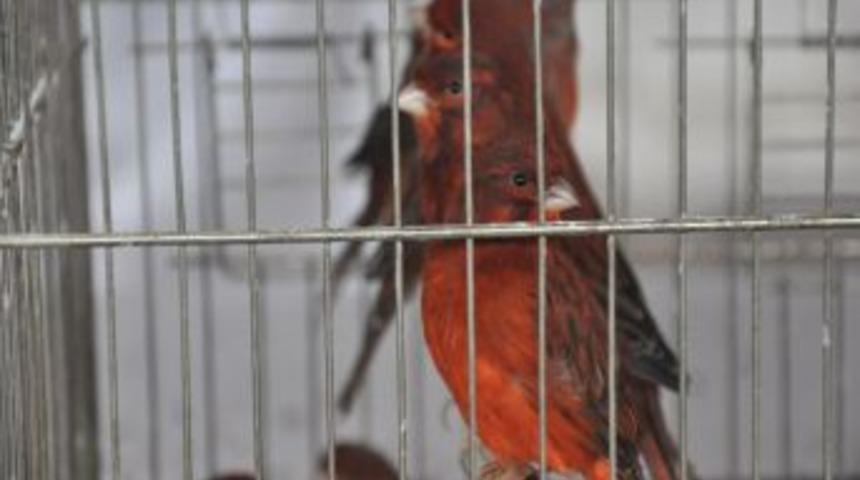 Şampiyon Kuşlar G&ouml;r&uuml;c&uuml;ye &Ccedil;ıktı