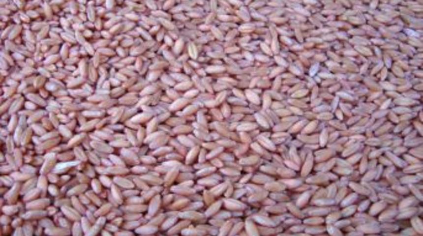 Afyonkarahisar'da Organik Buğday Yetiştiriciliğine Start Verildi