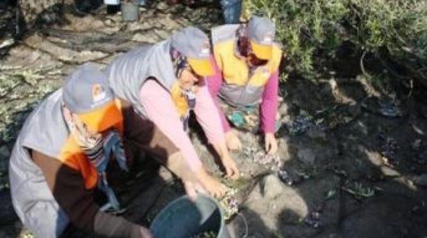 &Uuml;nl&uuml; Gazeteciler Roman M&uuml;ziği Eşliğinde Zeytin Topladı