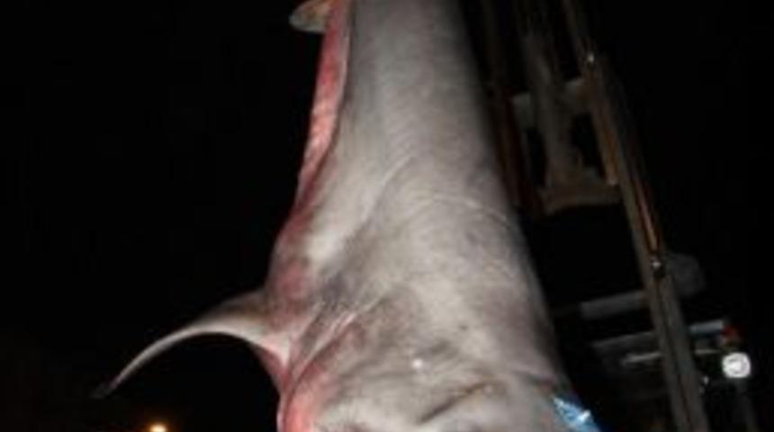 3 Metrelik K&ouml;pek Balığı &Ccedil;ocukların İlgi Odağı Oldu