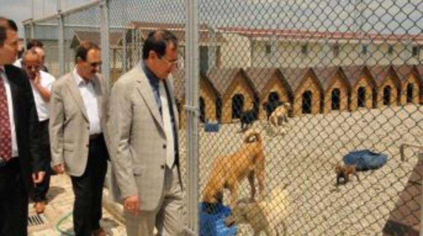 Belediye Başkanı Şahin: Hayvan Barınağında &Ccedil;ağdaş Hizmetler Yapılıyor