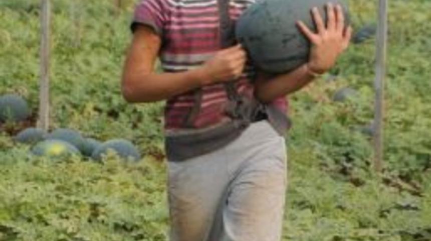 (&ouml;zel Haber) Antalya&rsquo;da Kış Mevsiminde Karpuz Hasadı