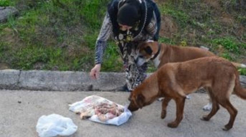 (&ouml;zel Haber) Sokak Hayvanlarını Zehirlemek İstediler