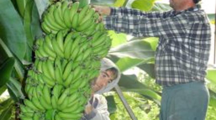 Muz &Uuml;retimi Rekora Koşuyor