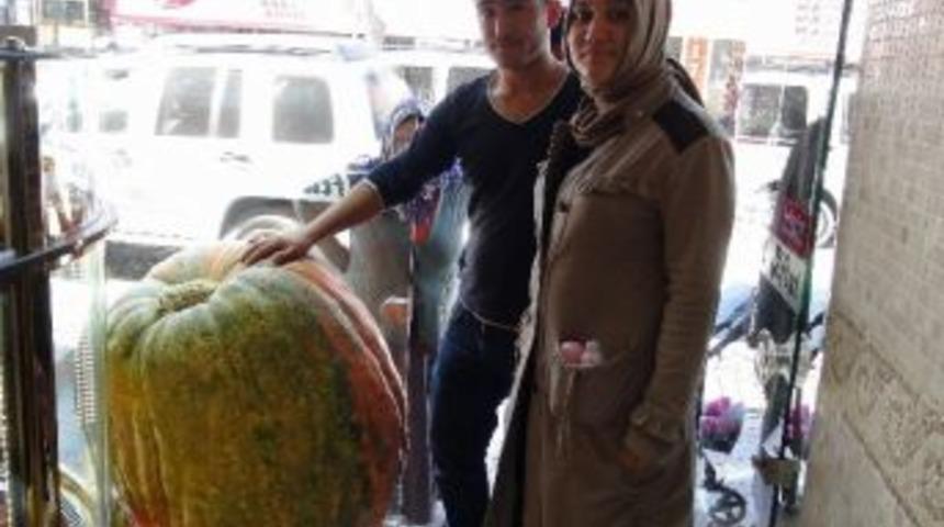 Afyonkarahisar&rsquo;da Yetiştirilen Dev Balkabakları G&ouml;renleri Şaşkına &Ccedil;eviriyor