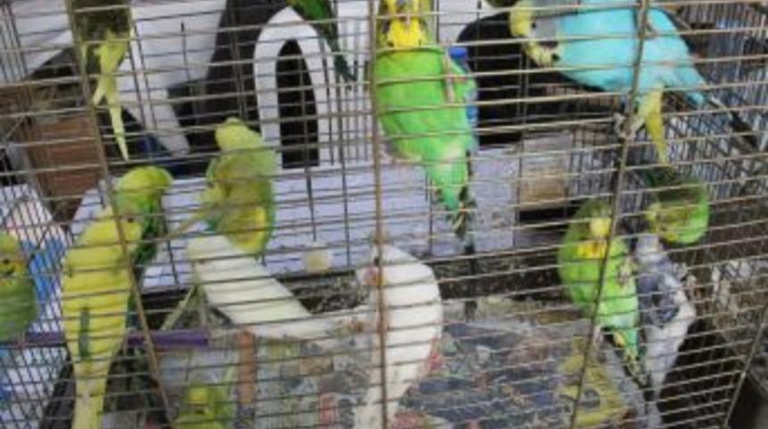 Şampiyon Kuşlar, T&uuml;rkiye&rsquo;ye D&uuml;nya Kupasında Temsil I&ccedil;in Yarıştı