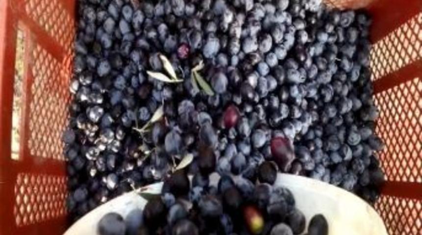 &Ccedil;andarlı'nın Siyah Altını