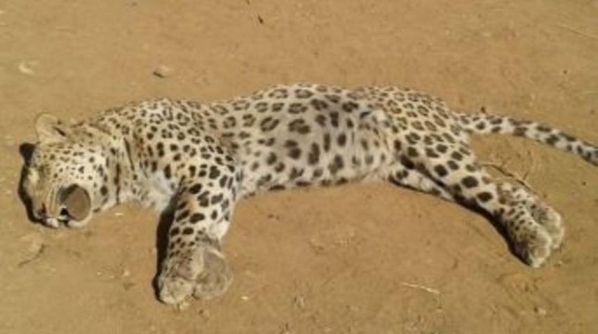 Hayvanları otlatan k&ouml;yl&uuml;lere leopar saldırdı