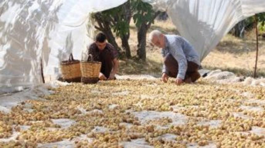 İncir Fiyatları &Uuml;reticinin Y&uuml;z&uuml;n&uuml; G&uuml;ld&uuml;rd&uuml;