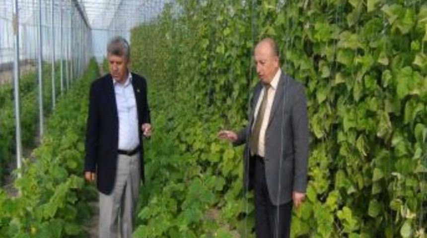 Beypazarı &Ccedil;ift&ccedil;ileri Seracılığa Y&ouml;neldi