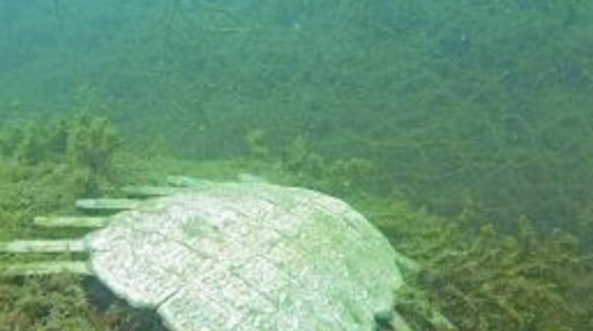 "hayalet Avcılık" Deniz Canlılarını Tehdit Ediyor