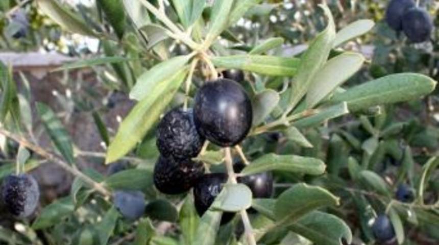(&ouml;zel Haber) - Olumsuz Hava Şartları Zeytinde Rekolteyi D&uuml;ş&uuml;rd&uuml;