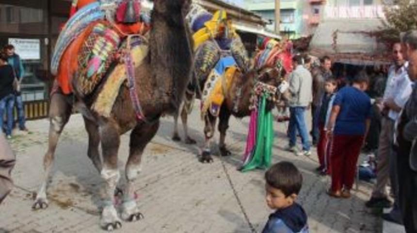G&uuml;reş&ccedil;i Develer T&ouml;renle Havut Giydi