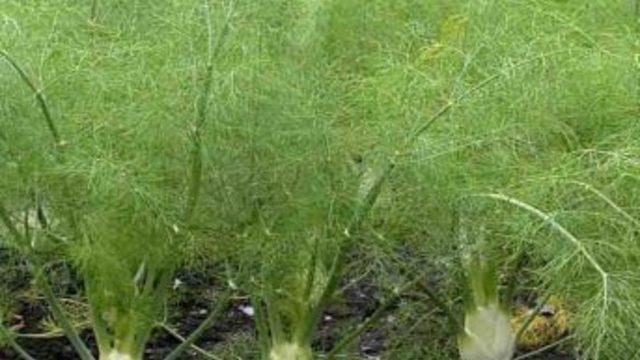 Rezene Çayı Her Yaş Için Şifa Kaynağı