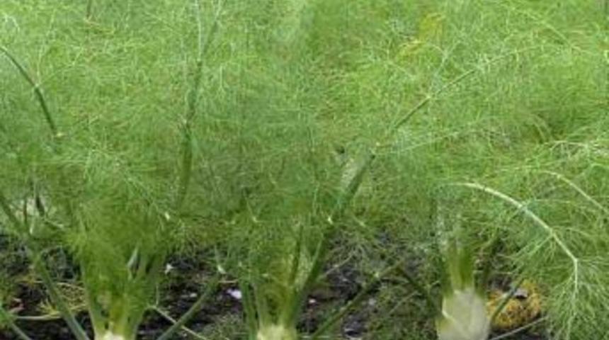 Rezene &Ccedil;ayı Her Yaş I&ccedil;in Şifa Kaynağı