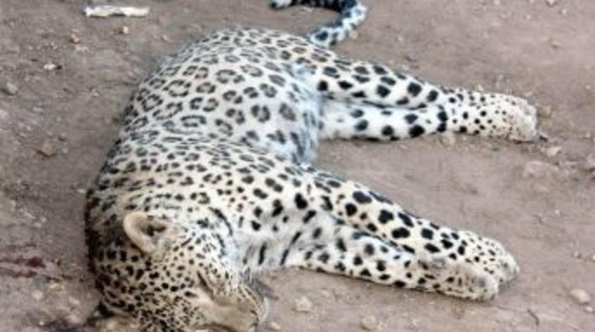 Diyarbakır&rsquo;da &Ouml;ld&uuml;r&uuml;len Leopar