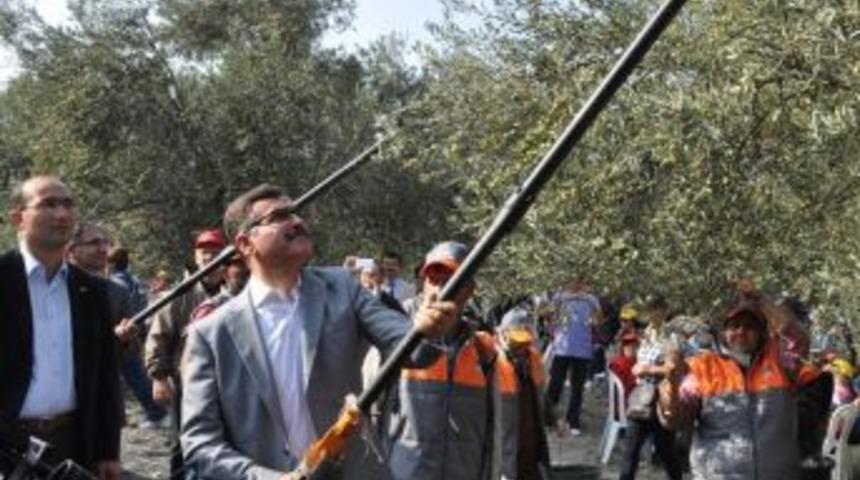 Akdeniz &Uuml;lkelerinde Kişi Başı 20, T&uuml;rkiye'de 1,5 Litre Zeytinyağı Yeniyor
