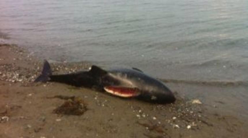 Yavru Yunus Kıyıya Vurdu