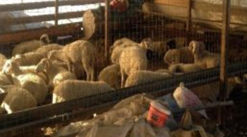 Kayıp S&uuml;r&uuml;y&uuml;, Jandarma Buldu