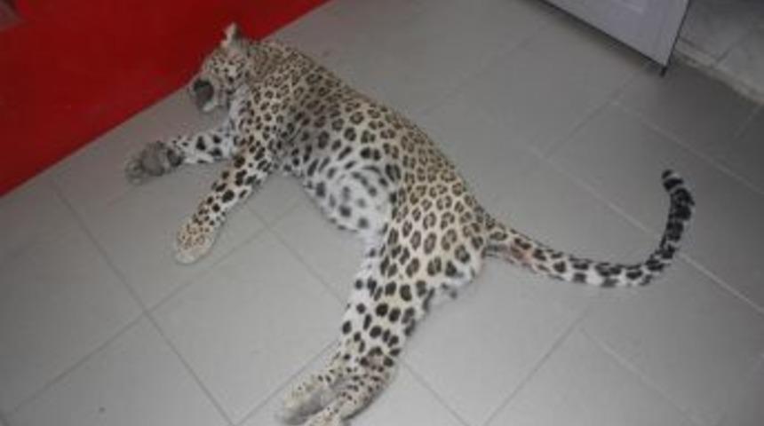 Bakanlık Leopar &Ouml;l&uuml;m&uuml;ne El Koydu, &Ouml;ld&uuml;ren Kişi 50 Bin Lira Ceza Alabilir