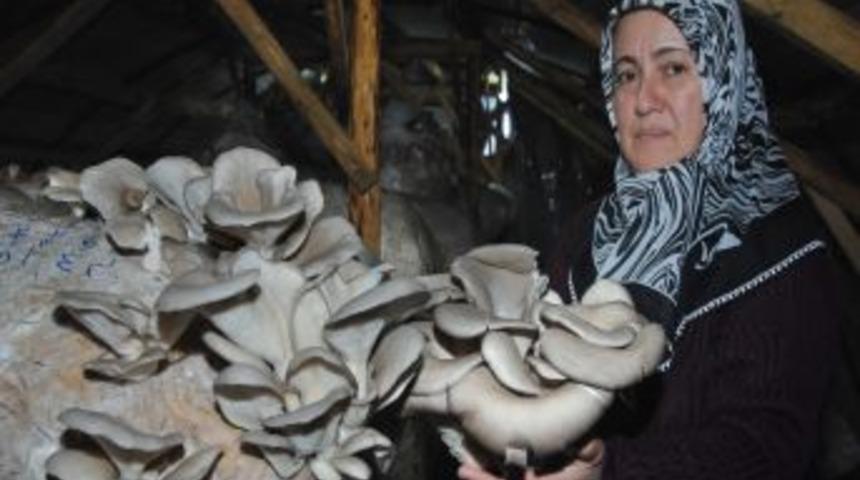 Evde Boş Oturmak Yerine Serada Istiridye Mantarı &Uuml;retiyor