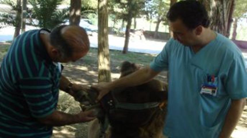 Hayvanlara 24 Saat Acil Servis Hizmeti