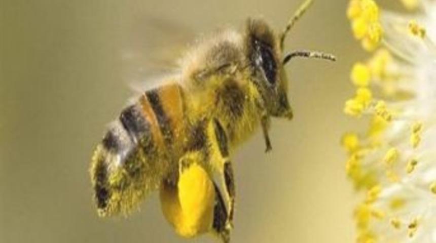 Arılı Kovan Desteklemesi &Ccedil;alışma Takvimi A&ccedil;ıklandı