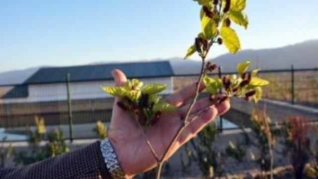 Sivas’ta Dut Fidanı İkinci Kez Meyve Verdi