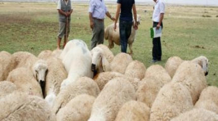 Aksaray&rsquo;a 7 Milyon Liralık Koyun Desteği