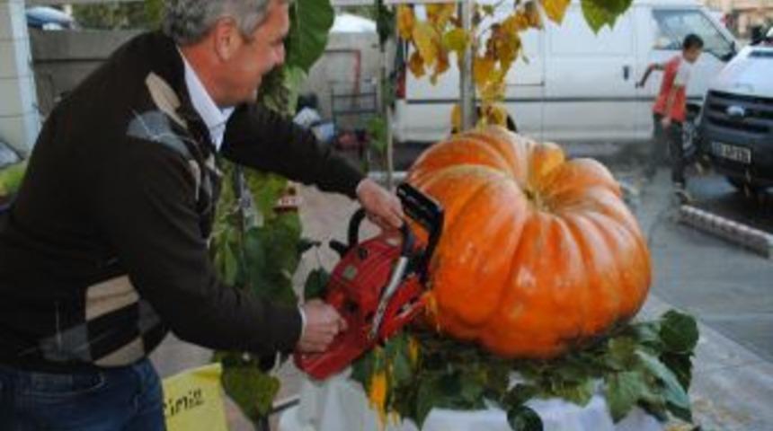 Dev Kabak, Ağa&ccedil; Motoruyla Kesilebildi