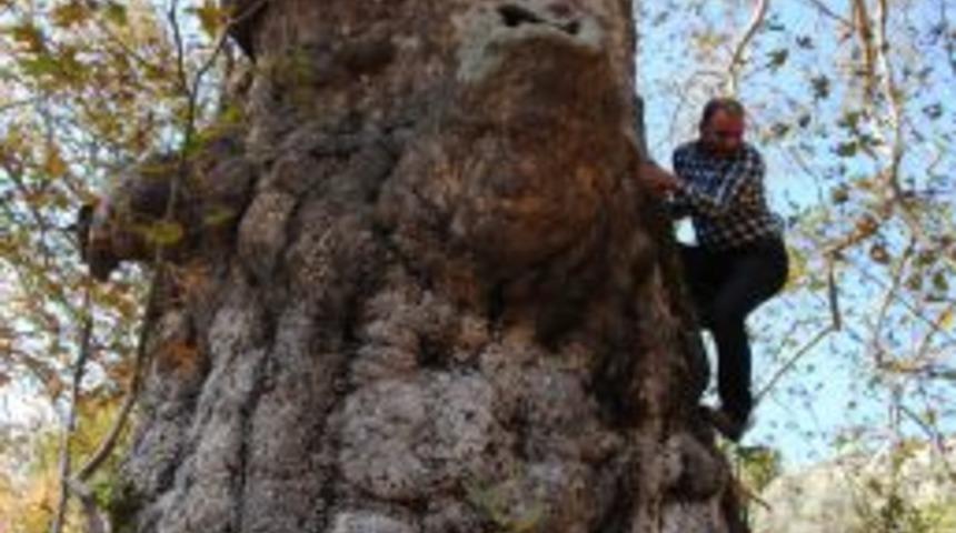 5 Asırlık 4 &Ccedil;ınar Ağacı Koruma Altına Alındı