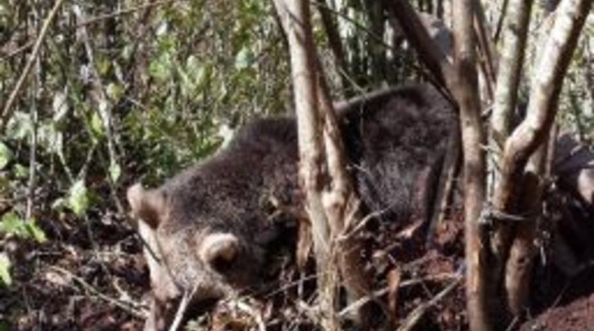 Cide&rsquo;de Ayı Kurtarma Operasyonu