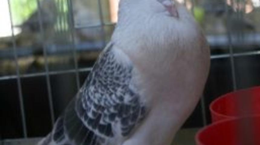 &ldquo;manken Kuşlar&rdquo; &Ouml;d&uuml;l İ&ccedil;in Yarıştı