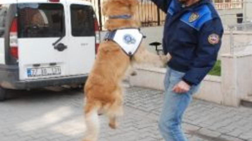 Toprağa G&ouml;m&uuml;len Esrarı "dingo" Buldu