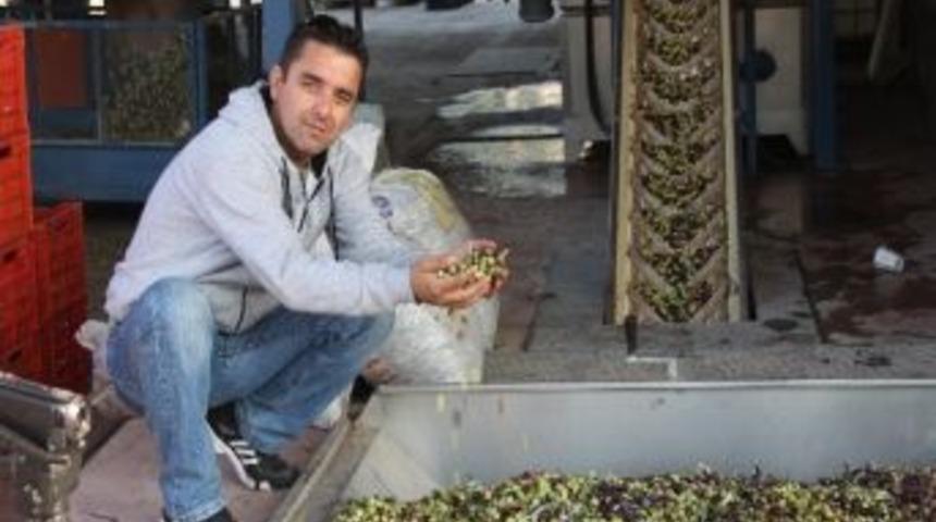 Foça'da İlk Zeytin Hasadı Yapıldı