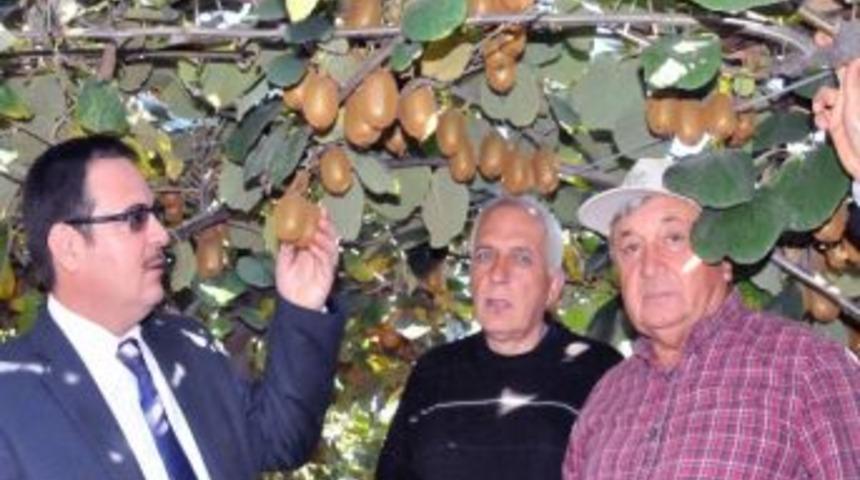 (&ouml;zel Haber) Kivi Hasadı Başladı