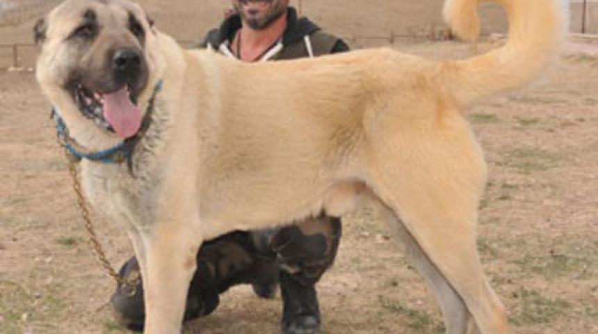 Araba fiyatına Kangal