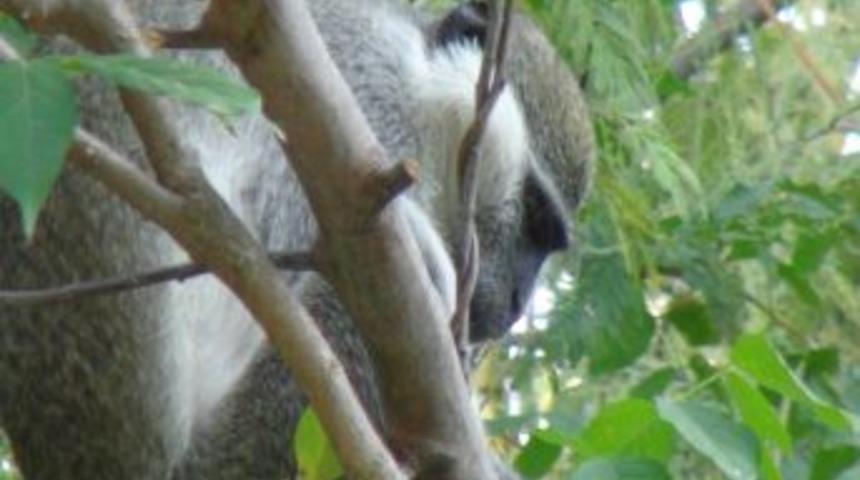 Okulda Maymun Alarmı