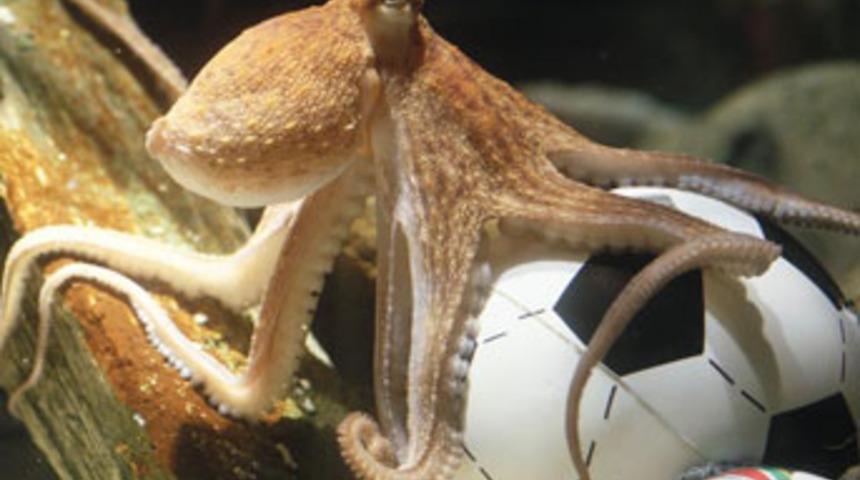 Paul şampiyonu a&ccedil;ıkladı